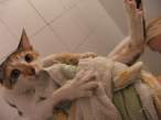 Kitty.jpg