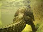Aligator.jpg