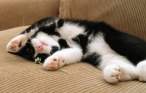 Kitty.jpg