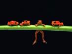 Frogs.jpg
