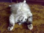Fat kitty.jpg