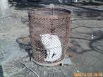 White cat.jpg