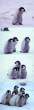 Penguins.jpg
