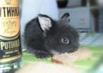 Tiny wabbit.jpg