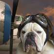 Pilot.jpg
