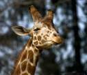 giraffe.jpg