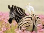 zebra.jpg