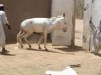 Donkey.jpg