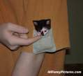 pocketkitty.jpg