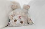 Kitty.jpg
