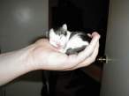 Kitten.jpg