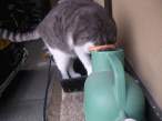 Kitty.jpg