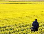 Fields.jpg