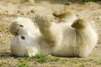 knut-7407-kl.jpg