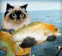 Fish.jpg
