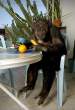 Monkey.jpg