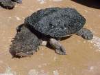 Turtle.jpg