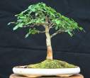 GALERIJE-moji_bonsai-12.jpg