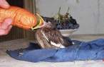 Feeding.jpg