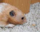 Mouse.jpg