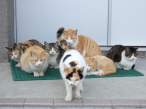 Bunch of silly cats.jpg
