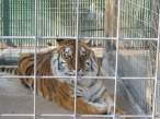 Lion - Tiger.jpg