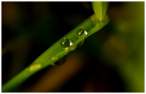 Two Drops.jpg