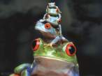 Frogs.jpg