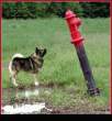 Bark.jpg