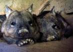 Baby wombat.jpg