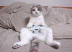 playful_cat_image.jpg