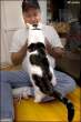 Dale Earnhardt's Cat.jpg