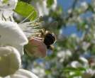 Bee.jpg
