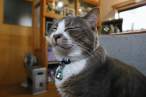 Cat.jpg