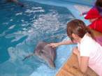 Dolphin.jpg