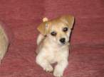 Puppy.jpg