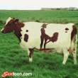 Cows.gif