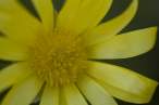 Yellow.jpg