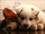 Puppies.jpg