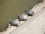 Tortise.jpg