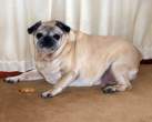 Fat doggy.jpg