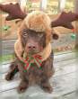 Raindeer.jpg