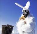 Killer bunny.jpg