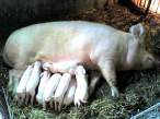 Feeding time.jpg