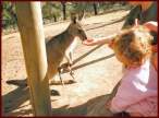 Kangoroo.jpg