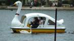 Duck.jpg
