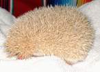 Hedgehog.jpg