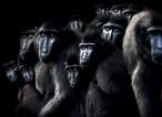 Monkeys.jpg
