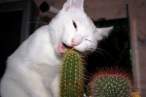 Cactus.jpg