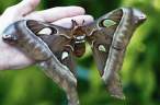 Huge butterfly.jpg